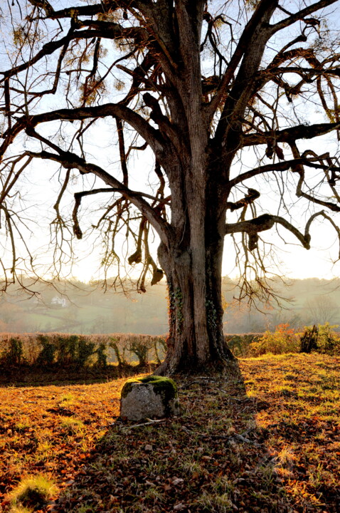 Tilleul remarquable dans un village de la Creuse