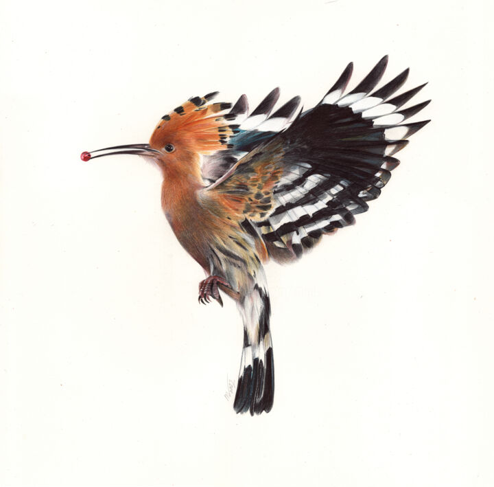 Eurasian Hoopoe - Bird Portrait (Photorealistic Drawing) 图画, 13.8x13.8 in