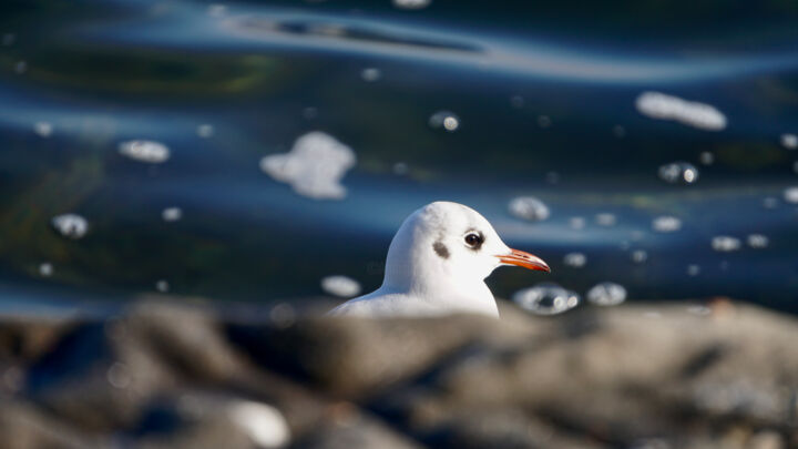 Möwe am Zürichsee 摄影