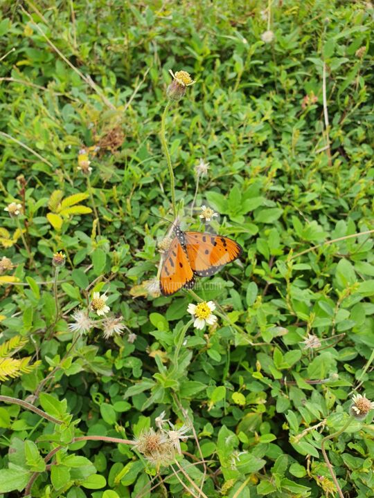 Fotografia intitulada "Me Grass Butterfly" por Xin Hui Lim, Obras de arte originais, Fotografia digital