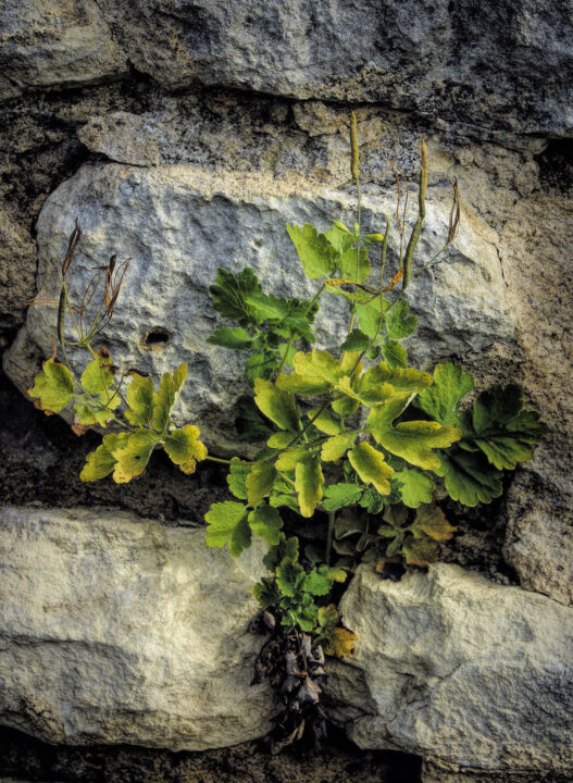 Photography titled "Greenery" by Dave English, Original Artwork, Digital Photography