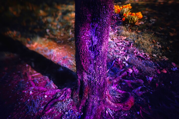 Fotografie getiteld "Ultraviolet trunk a…" door Blamemrken, Origineel Kunstwerk, Gemanipuleerde fotografie