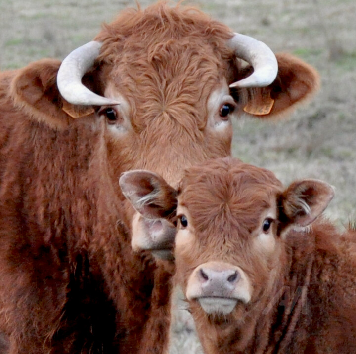 Telle mère tel fils.