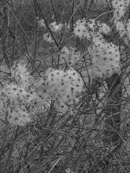 Neige en fleur 사진