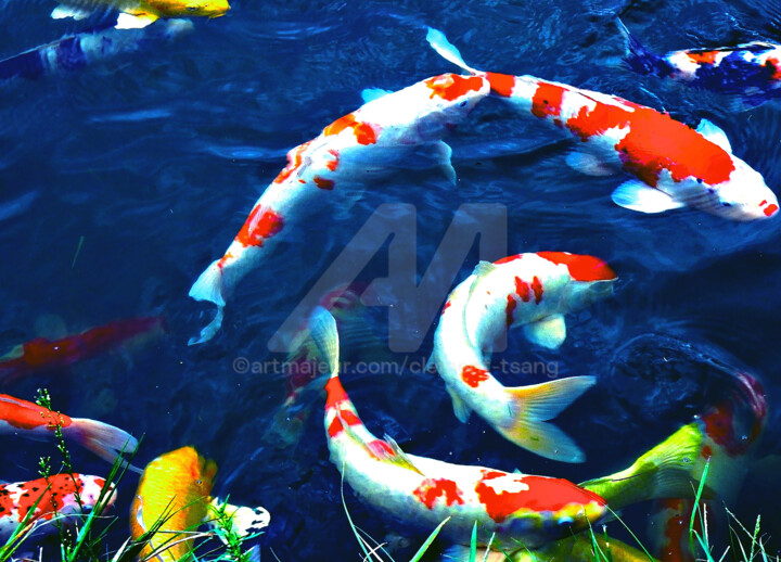 Japan - Group of Koi in Pond #2 摄影