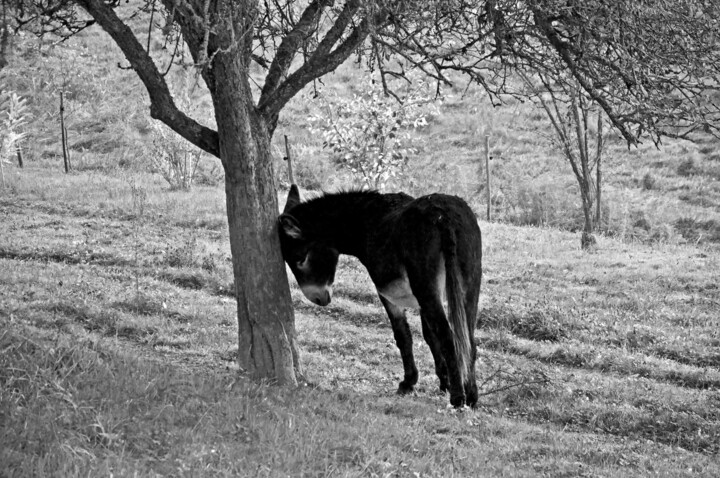 Vénus et son arbre.