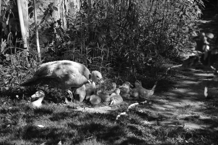 Dindinette veille sur ses quatorze canetons