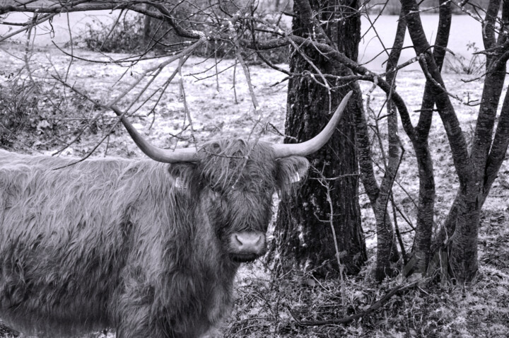 Descendue d'Écosse, elle s'est fondue dans le paysage