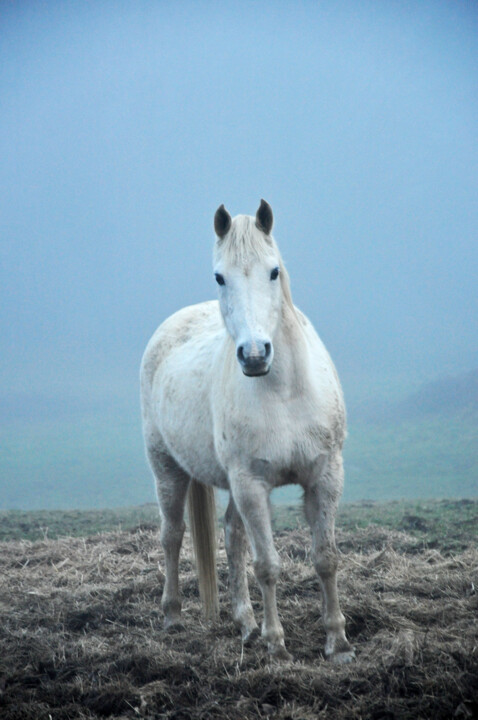 Dans la brume, une apparition