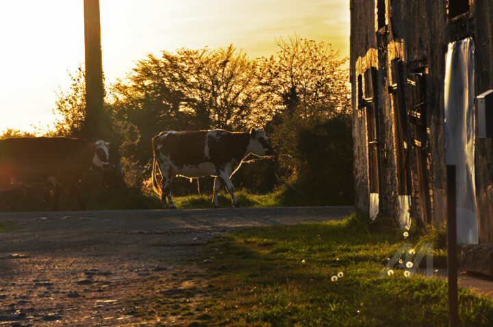 L'heure de la traite