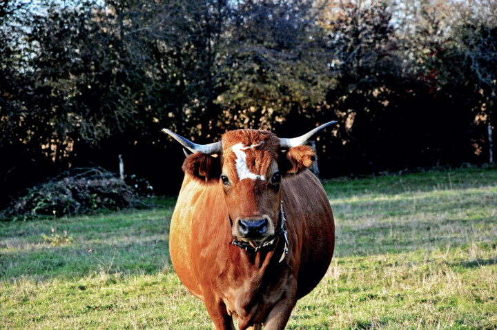 "Clarinette",  prête à vêler