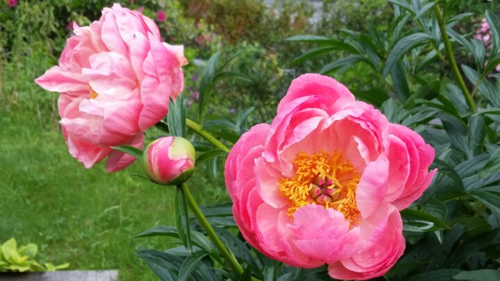 Photography titled "PAEONIA CORAL HYBRI…" by William V Wirz, Original Artwork, Digital Photography
