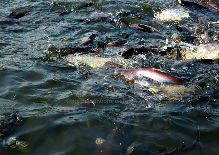 Thailand - Large Group of Fish #3 摄影