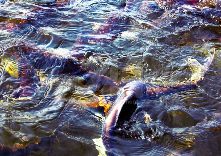 Thailand - Large Group of Fish #5 摄影