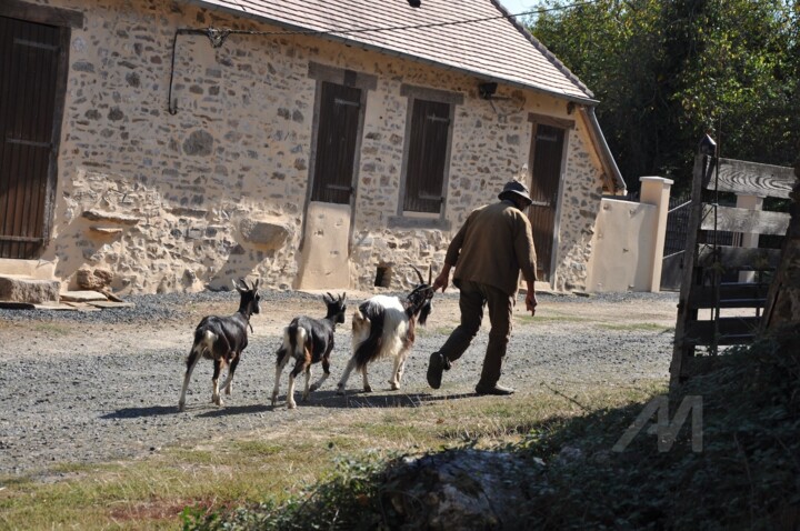 Fifi et ses chèvres