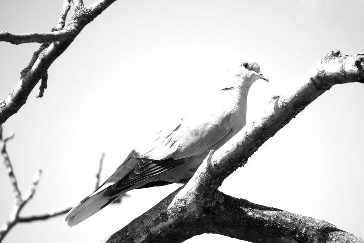 Intense black and white turtledove photography dry edited 摄影
