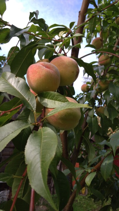 peaches 摄影