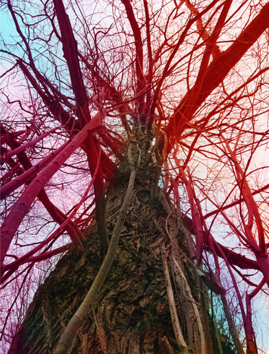 Photography titled "Sky root #3" by Pascal Carro (ORAK), Original Artwork, Digital Photography