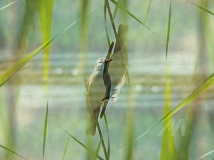 Birds and nature abundance Vivid DUAL exposure 摄影