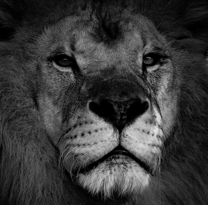 Photography titled "King" by Le Pixel Noir Photographie, Original Artwork, Digital Photography Mounted on Aluminium