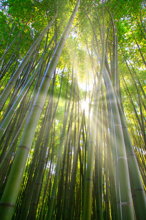 Zen.... Photographie