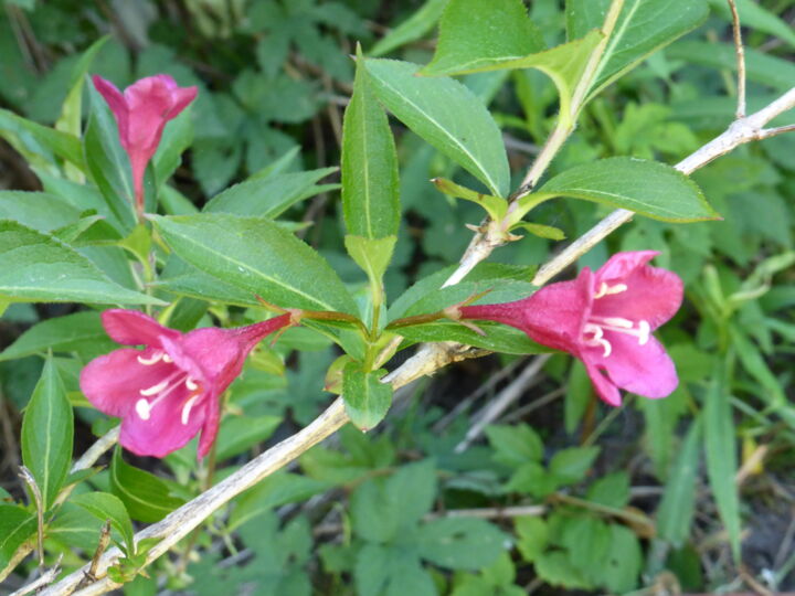 Des fleurs délicates Delicate flowers! 摄影