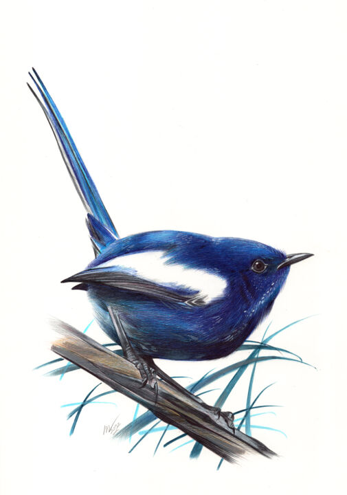 White-winged Fairywren - Photorealistic Drawing 图画, 11.7x8.3 in