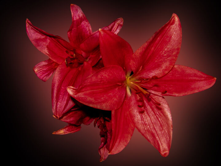 Crimson Bloom Printmaking, 40x55 in