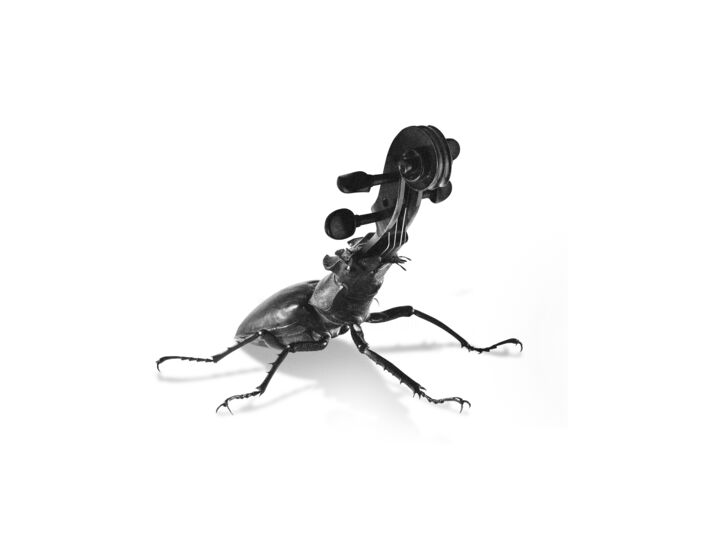 Métamorphose #2 摄影, 23.6x31.5 in
