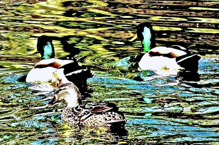 Central Park Ducks in the Boat Pond 1a2 摄影