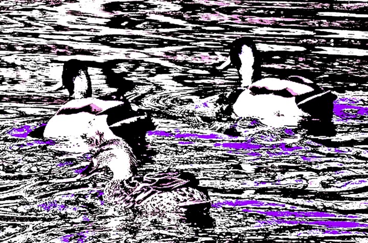 Central Park Ducks in the Boat Pond 1a5b 摄影, 19.9x30 in