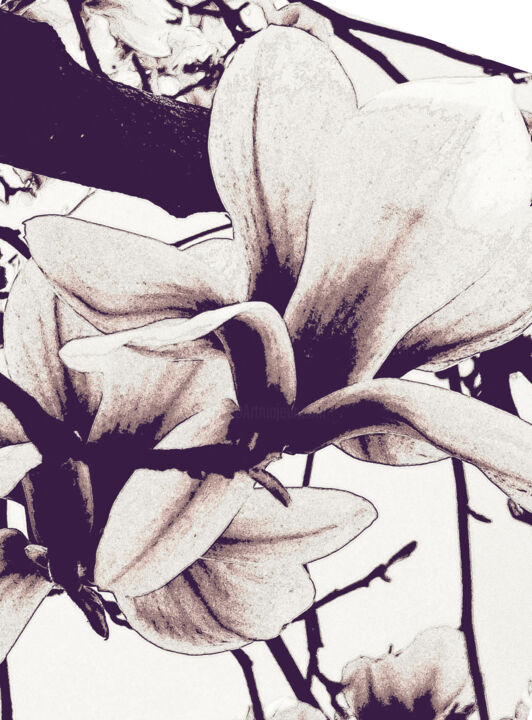 Photographie intitulée "MAGNOLIA" par Pilato Adriana, Œuvre d'art originale, Photographie numérique