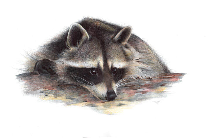 Raccoon portrait (Photorealistic Drawing) 图画, 12.8x19.7 in