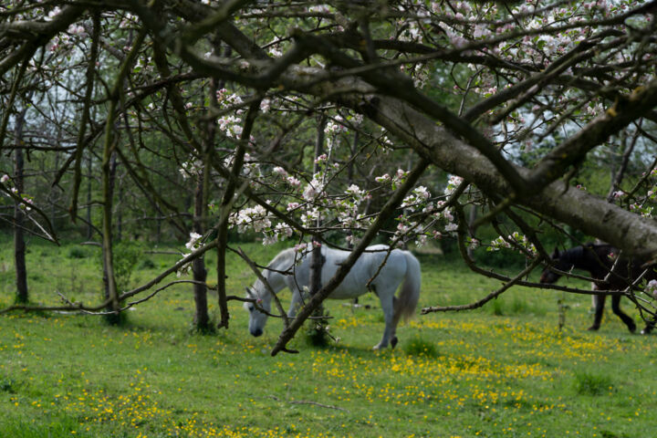 Mai en Normandie 摄影