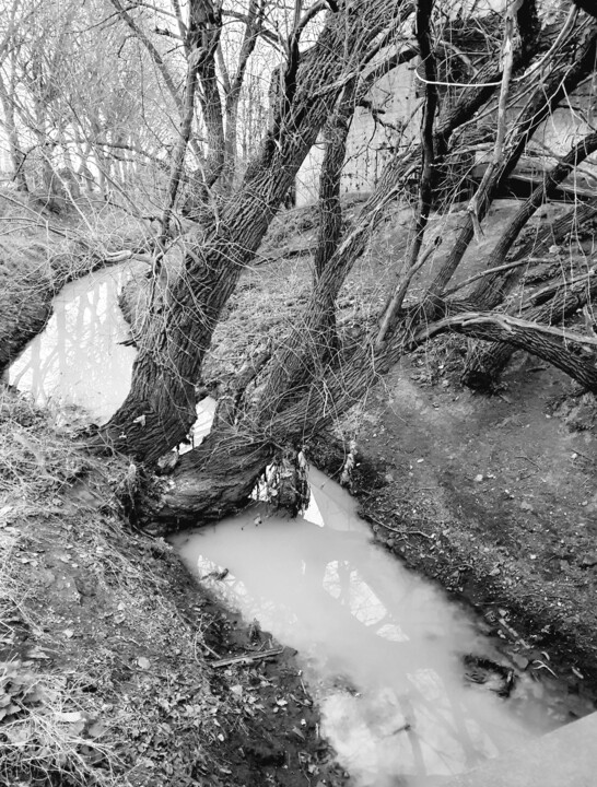 "Cours d'eau boisé 2…" başlıklı Fotoğraf Canelle Pictures (Maczek) tarafından, Orijinal sanat, Fotoşopsuz fotoğraf
