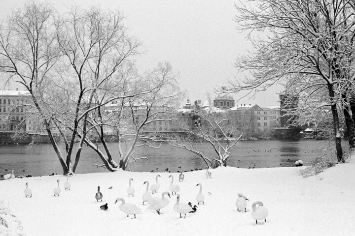 Swans and ducks - Prague - Czech Republic 摄影