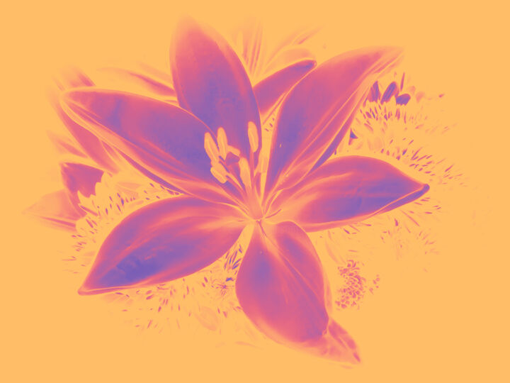 Ephemeral Blossom Printmaking, 40x55 in