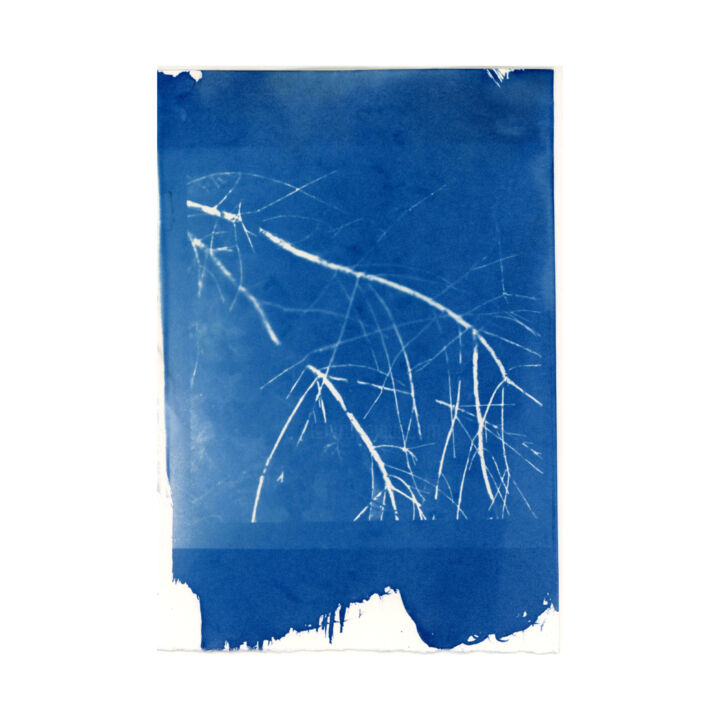 Photography titled "Cyanotypes Sans tit…" by Carole Renard, Original Artwork, Digital Photography