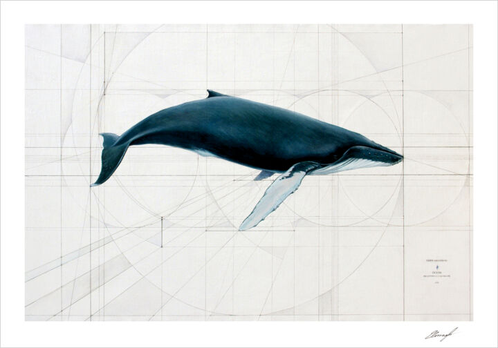 Megaptera Novaeangliae - Limited edition Giclee prints 印花与版画, 16.5x23.6 in