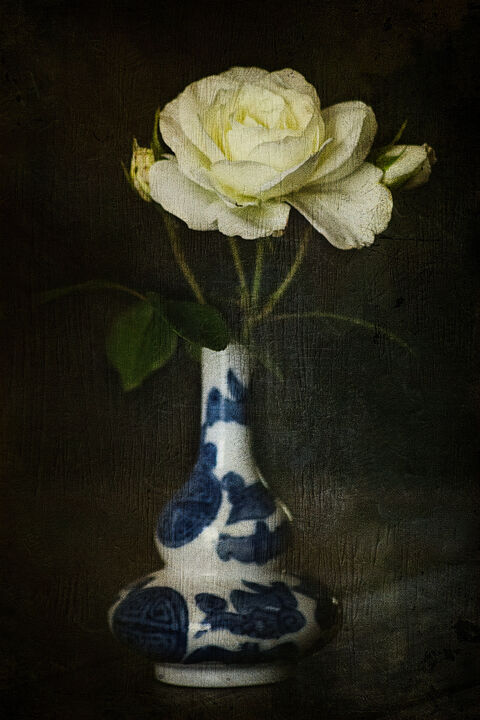 Photographie intitulée "White Rose." par Dave English, Œuvre d'art originale, Photographie numérique