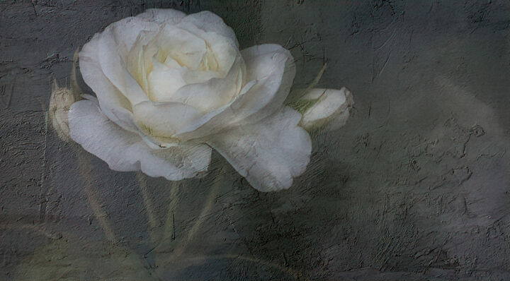 Photography titled "Fading Rose." by Dave English, Original Artwork, Digital Photography