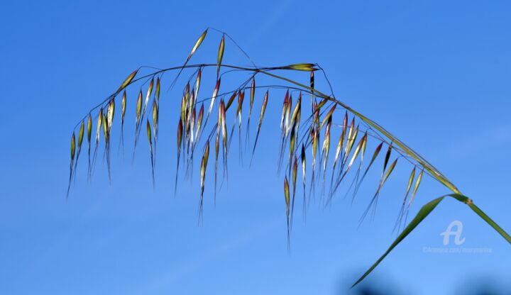 Photographie intitulée "avoine et ciel bleu" par Martine Maury, Œuvre d'art originale, Photographie numérique