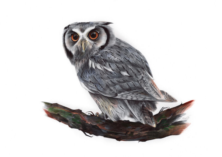 Eurasian Scops Owl (Photorealistic Drawing) 图画, 13.8x19.7 in