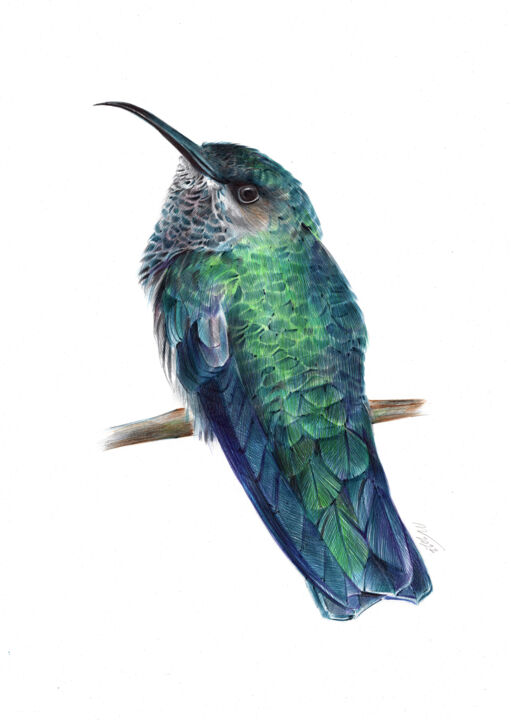 Drawing titled "Ruby-throated Hummi…" by Daria Maier, Original Artwork, Ballpoint pen