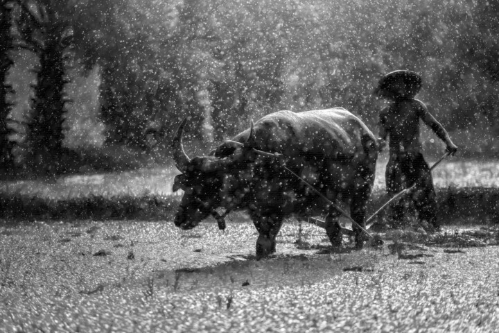 Asia Man And Oxen Farming Farm 绘画, 16x24 in