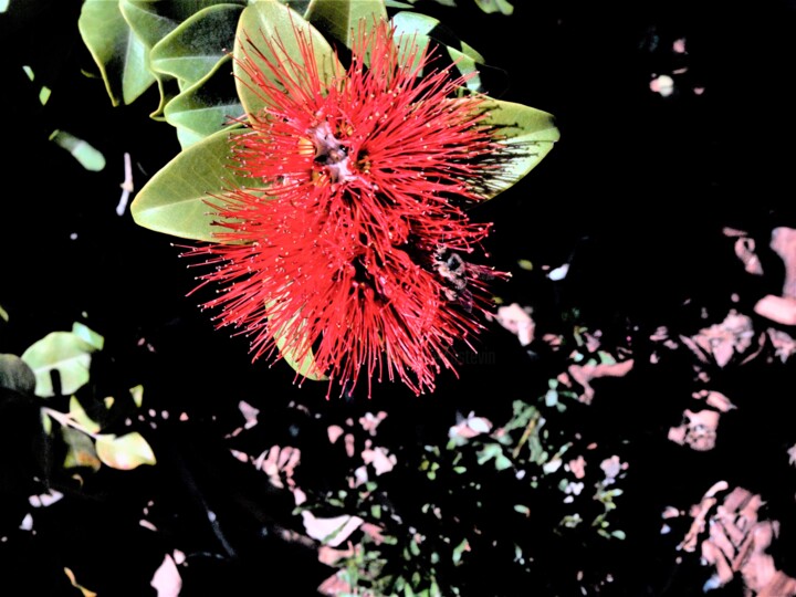 FLEURS 2 Photography