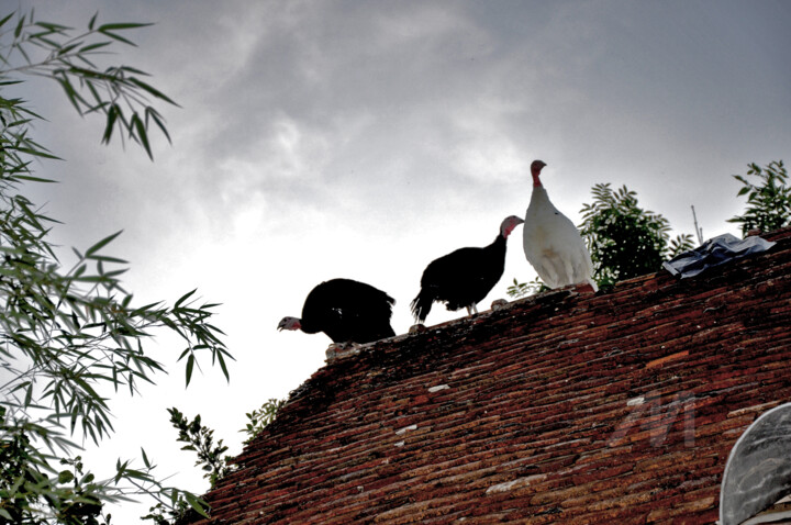 Dindes en goguette 2