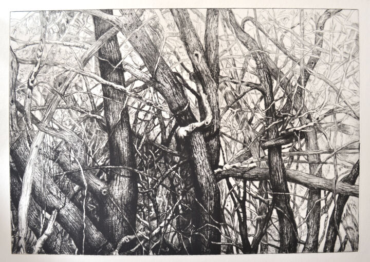 Gravures & estampes intitulée "Maquis1 gravure" par François Crinel, Œuvre d'art originale, Gravure