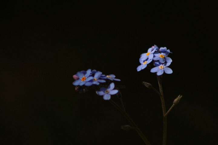 Photography titled "Darken blue" by Corentin Thauvin, Original Artwork, Non Manipulated Photography