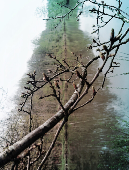 Photographie intitulée "The tree hides the…" par Pascal Carro (ORAK), Œuvre d'art originale, Photographie manipulée